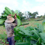 Cumplió Cabaiguán siembra de tabaco sol en palo en la presente campaña 2025-2026 (+ Audio)