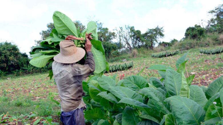 Cumplió Cabaiguán siembra de tabaco sol en palo en la presente campaña 2025-2026 (+ Audio)
