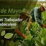 Tabaco: tradición, cultura y continuidad en Cabaiguán (+Audio)