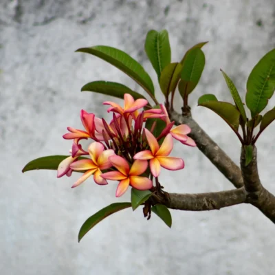 Flor de mayo: la planta que representa la alegría.