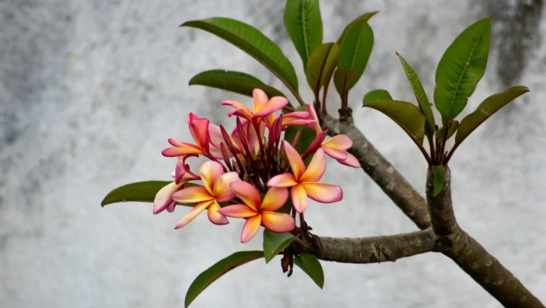 Flor de mayo: la planta que representa la alegría.