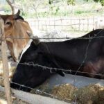 Disminuye el delito en Cabaiguán en lo que va de año: las autoridades permanecen alertas (+ Audio)  
