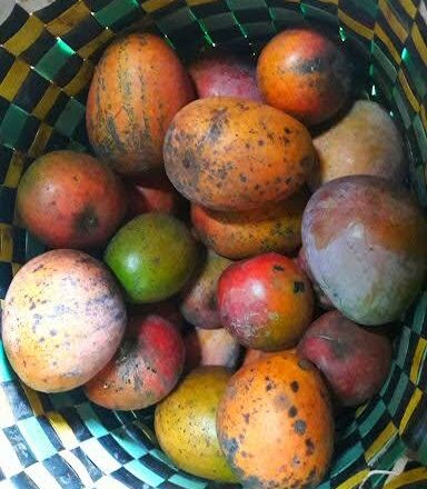 ¡Llegó el mango!