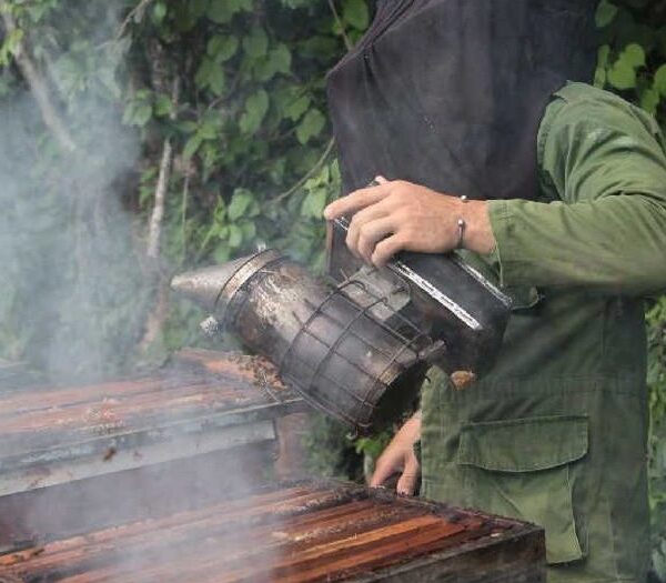 El puntal de los apicultores y sus colmenas