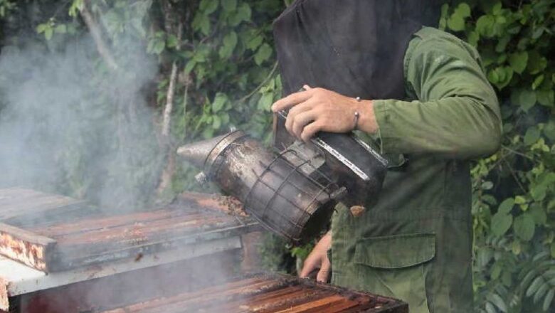 El puntal de los apicultores y sus colmenas