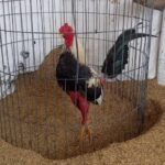 La peleas de gallos como una tradición campesina