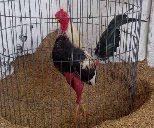 La peleas de gallos como una tradición campesina