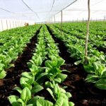 Sancti Spíritus rompe récord en la producción de tabaco tapado: productores cabaiguanenses a la vanguardia