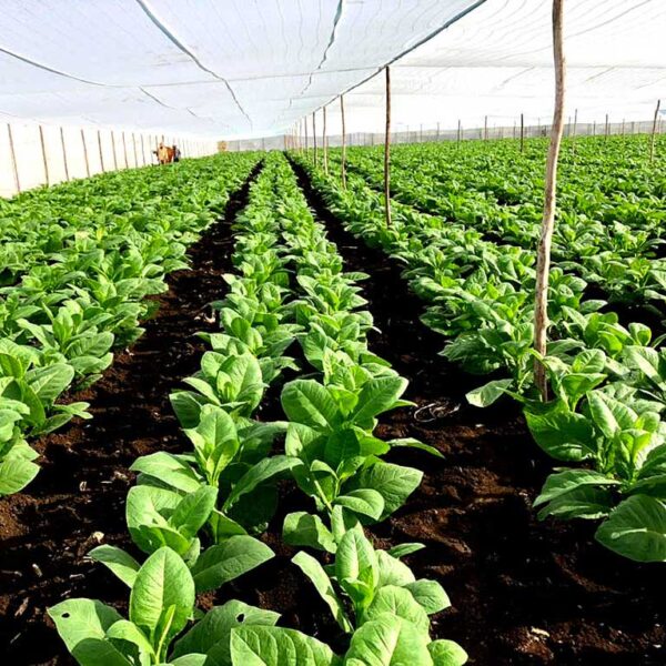 Sancti Spíritus rompe récord en la producción de tabaco tapado: productores cabaiguanenses a la vanguardia