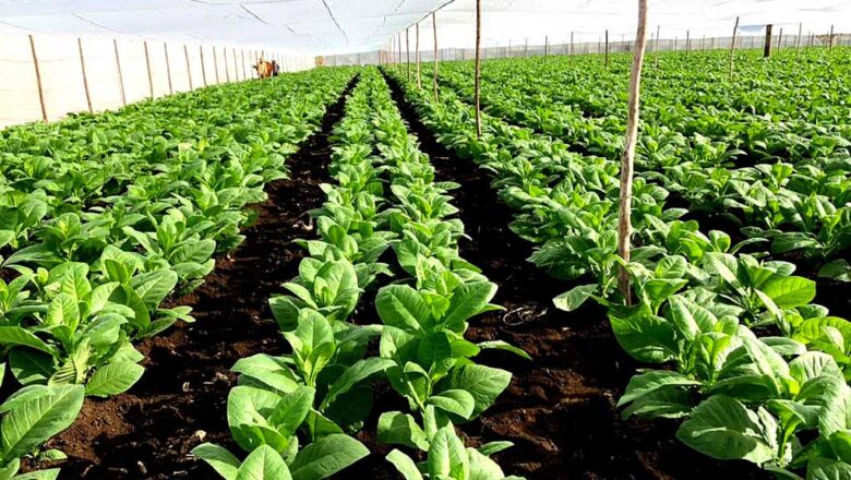 Sancti Spíritus rompe récord en la producción de tabaco tapado: productores cabaiguanenses a la vanguardia