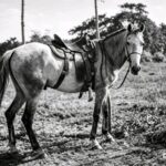 El caballo, un animal imprescindible