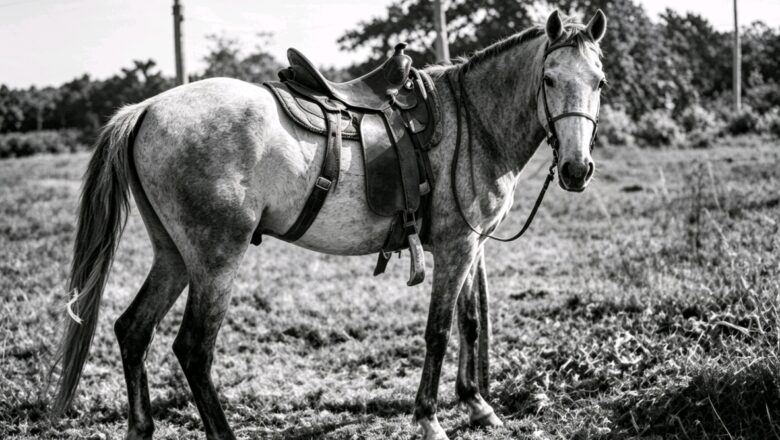 El caballo, un animal imprescindible