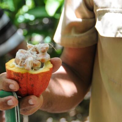 Cacao