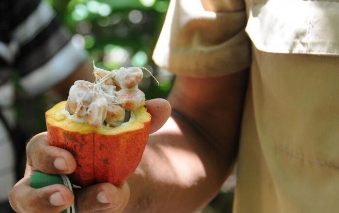 Cacao