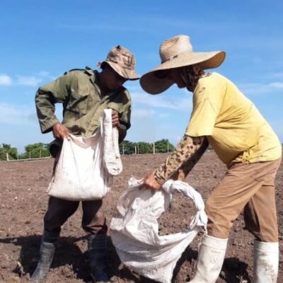 Más tabaco en Sancti Spíritus