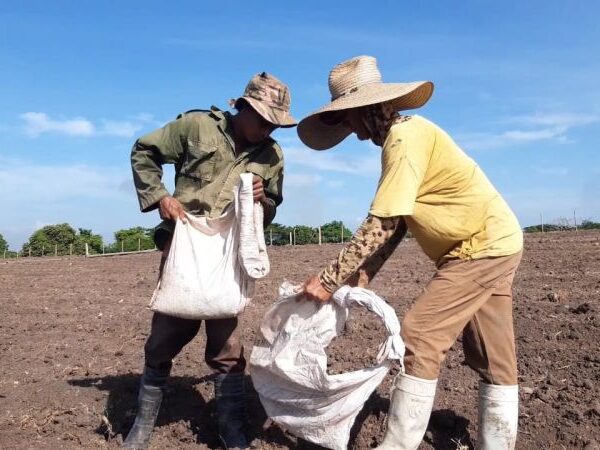Más tabaco en Sancti Spíritus