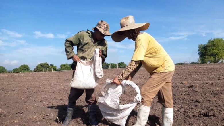 Más tabaco en Sancti Spíritus