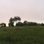 Destina Fondo Nacional de Desarrollo Forestal  en Cabaiguán más de seis millones de pesos en lo que va de año a la plantación de árboles (+ Audio) 