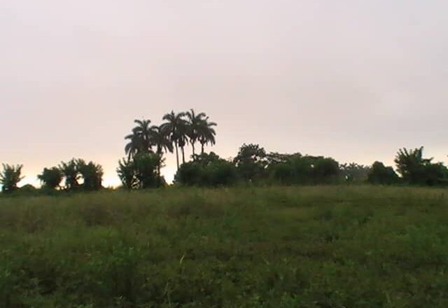Destina Fondo Nacional de Desarrollo Forestal  en Cabaiguán más de seis millones de pesos en lo que va de año a la plantación de árboles (+ Audio) 