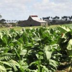 Más de cuatrocientos productores tabacaleros cabaiguanenses aspiran a beneficiarse con las bonificaciones e incentivos aprobados para la actual campaña (+ Audio)