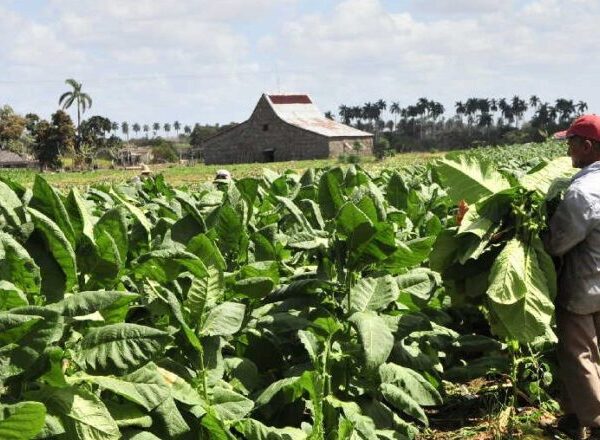 Más de cuatrocientos productores tabacaleros cabaiguanenses aspiran a beneficiarse con las bonificaciones e incentivos aprobados para la actual campaña (+ Audio)