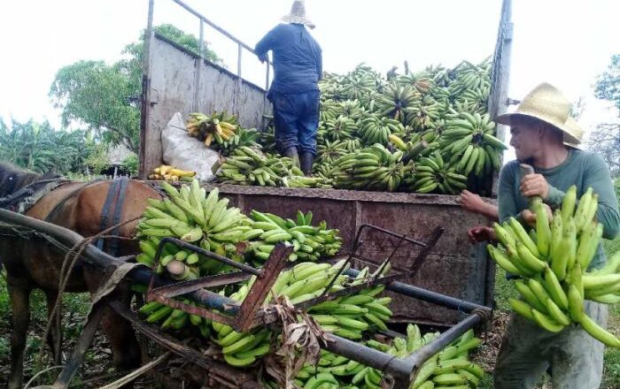 Asumen alternativas productores cabaiguanenses para garantizar cumplimiento de planes de producción de alimentos (+ Audio)