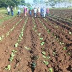 Inició campaña tabacalera 2026 – 2027 en Cabaiguán: el compromiso es seguir creciendo (+ Audio y Fotos)