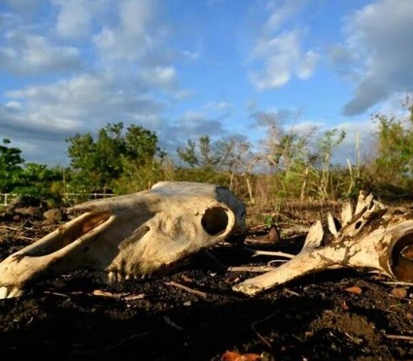 ONU: Fenómeno de El Niño se intensificará hasta alcanzar su máximo en diciembre